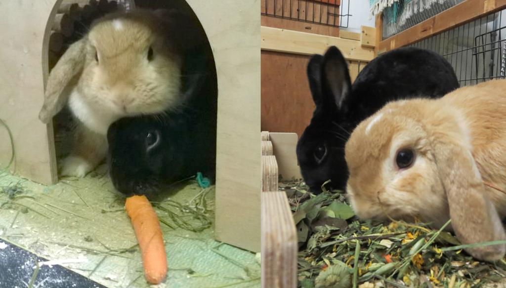 RESERVIERT für Frau Richter -  Tiere mit Namen - Sonderangebot :)